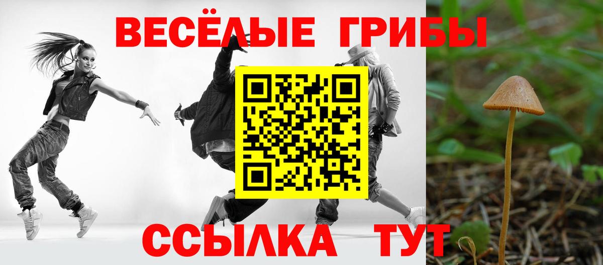Славянск-на-Кубани  Псилоцибиновые грибы мицелий  Вход с VPN  Псилоцибиновые грибы Psilocybe 